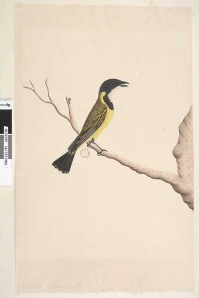 Sivu 19. Huhtikuu. Luonnollinen koko Golden Whistler Pachycephala pectoralis, uros, 1791-92 tekijältä Unknown artist