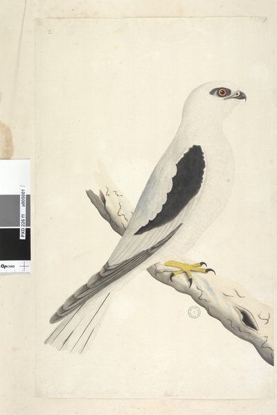 Sivu 1. Falco, nähty Augustatissa alhaalla vasemmalla eri kädessä elokuun luonnollisessa koossa. Musta lapaleija Elanus axillaris Elanus notatus, 1791-92 tekijältä Unknown artist