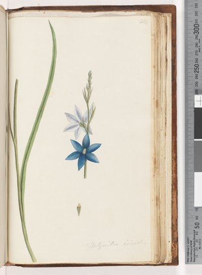 Sivu 204. Thelymitra ixiodes / Spotted Sun Orchid tekijältä Unknown artist