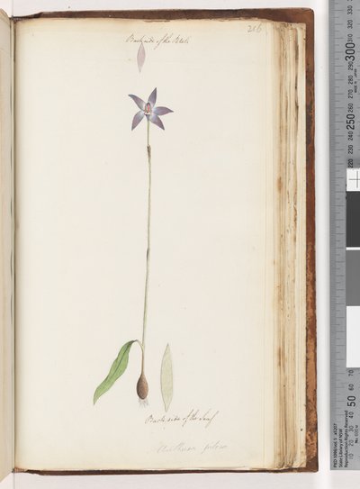 Sivu 206. Terälehtien takapuoli. Lehden takapuoli. Arethusa pilosa / vahahuuliorkidea tekijältä Unknown artist