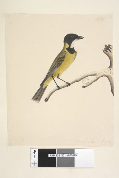 Sivu 20. Luonnollinen koko. Huhtikuu Golden Whistler Pachycephala pectoralis, uros, 1791-92 tekijältä Unknown artist