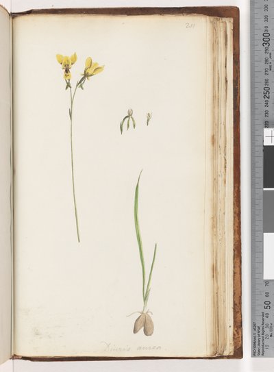 Sivu 211. Diuris aurean muoto / Golden Donkey Orchid tekijältä Unknown artist
