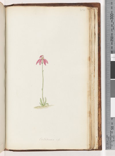 Sivu 212. Caladenia sp tekijältä Unknown artist