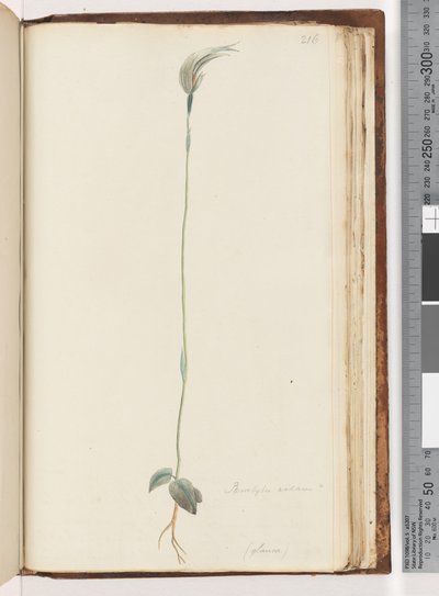 Sivu 216. Pterostylis nutans? / tekijältä Unknown artist