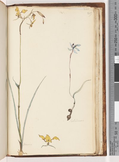Sivu 219. Caladenia / Diuris kaksi kasvia tekijältä Unknown artist
