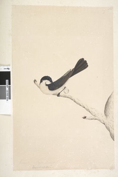 Sivu 21. Musciopa. otsikon yläpuolella eri kädessä kesäkuussa. Luonnonkokoinen Levoton kärpässieppo Myiagra inquieta Seisura inquieta, 1791-92 tekijältä Unknown artist