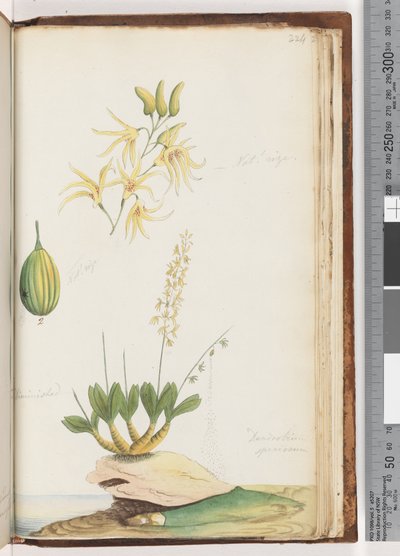 Sivu 224. Dendrobium speciosum / Rock Orchid tekijältä Unknown artist