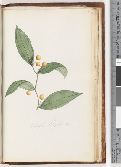 Sivu 228. Eustrephus latifolius Br. Wombat Berry tekijältä Unknown artist