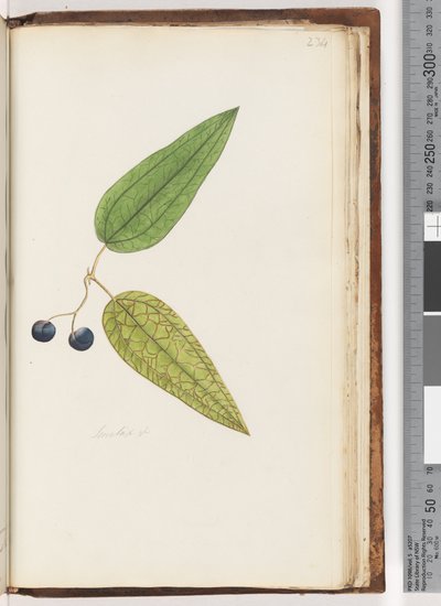 Sivu ೨೩೪. Stylus Sp Sweet Sarsaparilla tekijältä Unknown artist