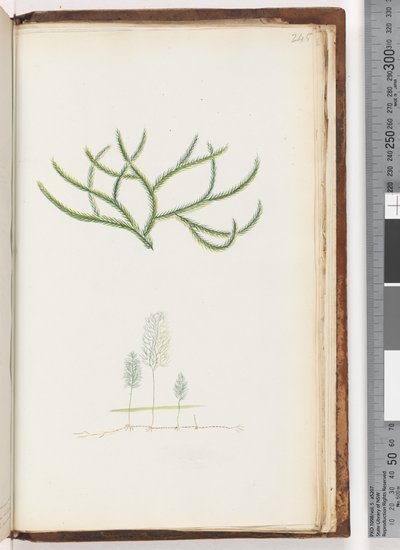 Sivu 245. Ei merkintää, tunnistamaton kasvi tekijältä Unknown artist