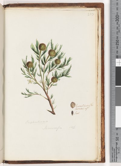 Sivu 253. Euphorbiaceae / Ricinocarpus  ...? Häät Bush tekijältä Unknown artist