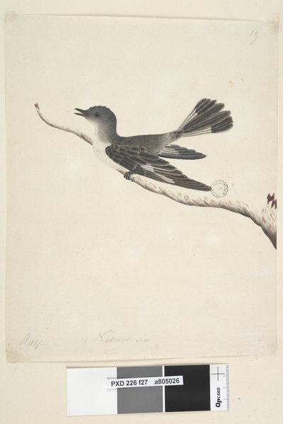 Sivu 27. Toukokuu. Luonnonkokoinen Hooded Robin, naaras Melanodryas cucullata, 1791-92 tekijältä Unknown artist