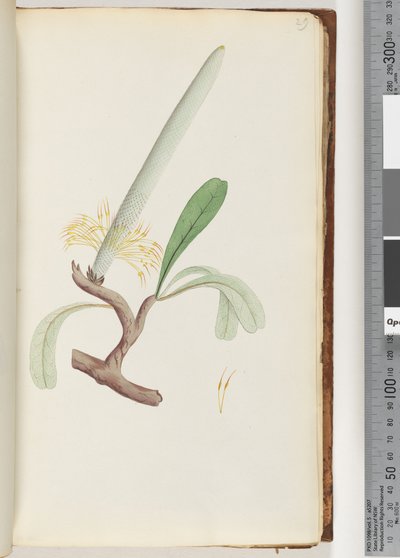 Sivu 29. Coast Banksia tekijältä Unknown artist