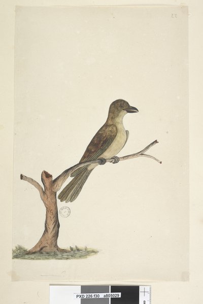 Sivu 30...? Norfolk Island Blackbird? Aplonis fuscus, naaras, 1791-92 tekijältä Unknown artist