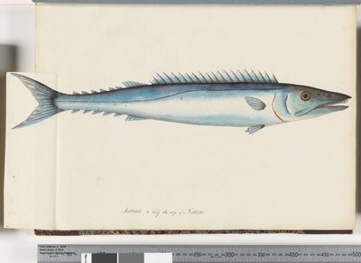 Sivu 32. Barracouta tekijältä Unknown artist