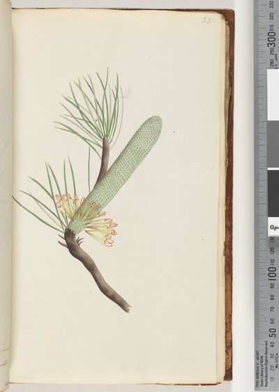 Sivu 33. Kasvi, Banksia spinulosa tekijältä Unknown artist