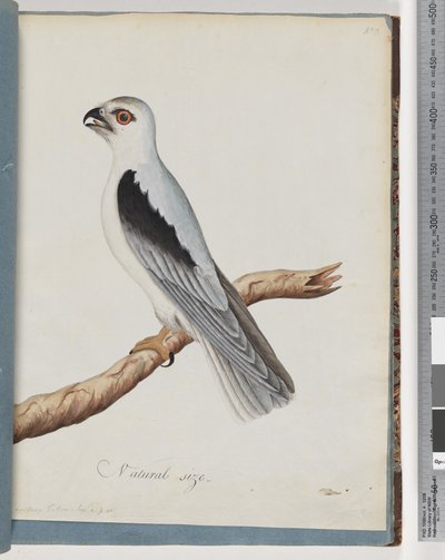 Sivu 35. Black-shouldered Kite. Axillary Falcon tekijältä Unknown artist