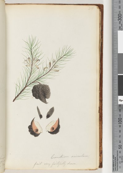 Sivu 35. Conchium aciculare / Hedelmä erittäin uskollisesti piirretty Karvainen neulapensas tekijältä Unknown artist
