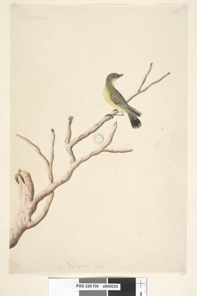 Sivu 36. Syyskuu. Luonnonkokoinen Yellow Thornbill Acanthiza nana, 1791-92 tekijältä Unknown artist