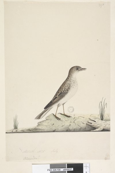 Sivu 38. Alundu? otsikon yläpuolella eri kädessä Luonnollinen koko, heinäkuu Pipit Anthus australis, 1791-92 tekijältä Unknown artist