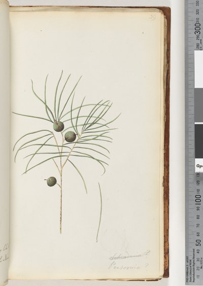 Page 39. Schraderia / Persoonia tekijältä Unknown artist