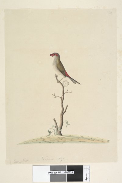 Sivu 40. Asiakaspalvelu. Luonnollinen koko Punainen, Peippo Neochmia brevis Aegintha brevis, 1791-92 tekijältä Unknown artist