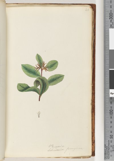 Page 40. Persoonia / Schraderia ferruginea tekijältä Unknown artist