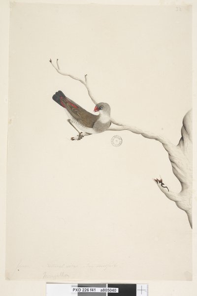 Sivu 41. Hapsut. otsikon yläpuolella eri kädessä kesäkuussa. Luonnollinen koko. Iris epävarma Diamond Firetail Stagonopleura guttata, epäkypsä, 1791-92 tekijältä Unknown artist