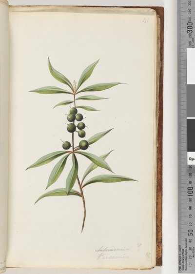 Page 41. Schraderia ? / Persoonia tekijältä Unknown artist