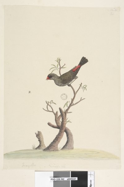Sivu 42. Hapsut. alaosassa eri kädessä Luonnollinen koko Diamond Firetail Stagonopleura guttata, 1791-92 tekijältä Unknown artist