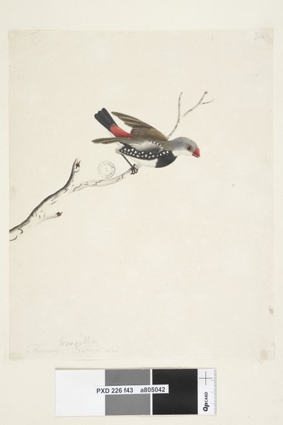 Sivu 43. Hapsut. otsikon alla eri kädessä helmikuussa. Luonnollinen koko Diamond Firetail Stagonopleura guttata, 1791-92 tekijältä Unknown artist