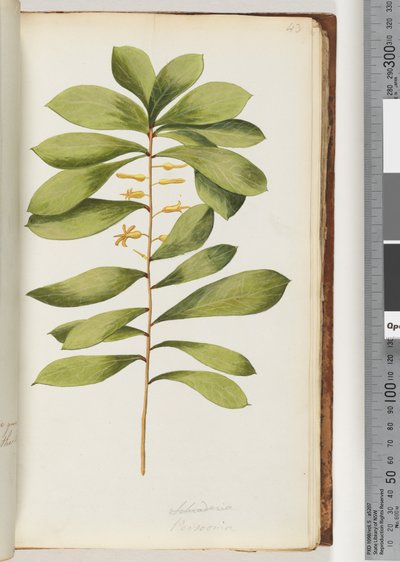 Page 43. Schraderia / Persoonia tekijältä Unknown artist