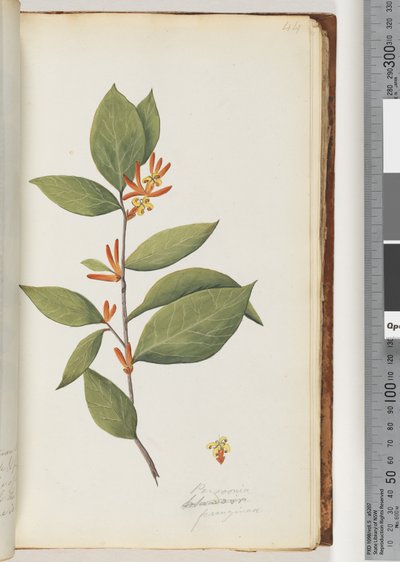 Page 44. Persoonia / Schraderia ferruginea tekijältä Unknown artist