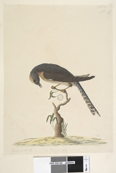 Sivu 45. Luonnollinen koko. ylhäällä oikealla eri kädessä A alhaalla vasemmalla Käy B:n kanssa eli f.44 Viuhka, Tailed Cuckoo Cacomantis pyrrhophanus, 1791-92 tekijältä Unknown artist