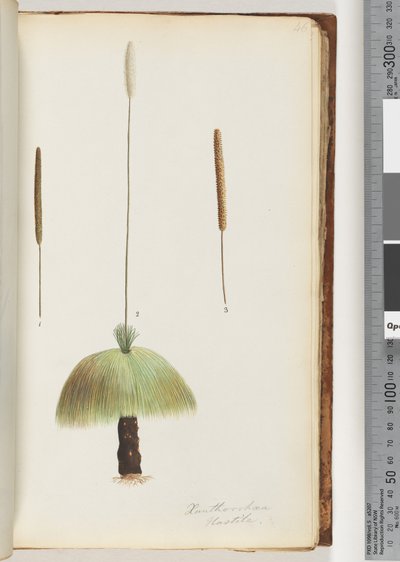 Sivu 46. Xanthorrhoea Hastile Grass puu tekijältä Unknown artist