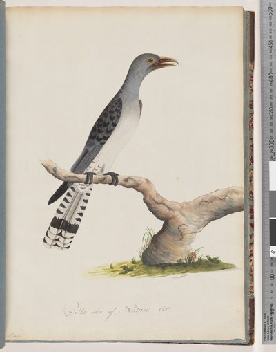 Sivu 49. Tuntematon lintu. Scythrops tekijältä Unknown artist