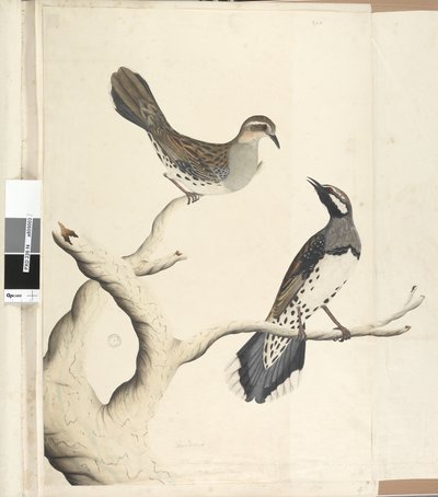 Sivu 4. Turdus. toisella kädellä piirretty luonnollinen koko, joka on ainoat kaksi sellaista, mikä on vielä nähty siirtokunnassa, kesäkuu 1792 täpliviiriäinen rastas Cinclosoma punctatum, 1791-92 tekijältä Unknown artist