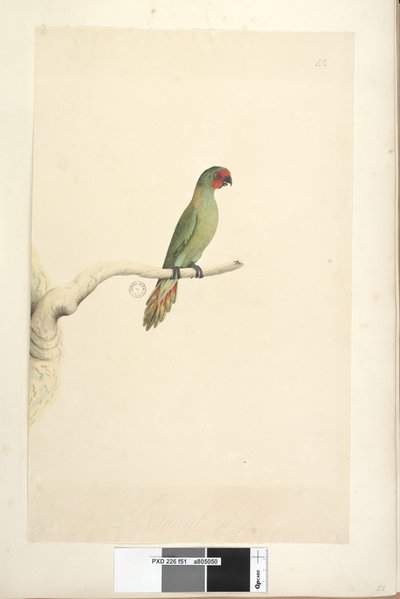 Sivu 51. Luonnonkokoinen Little Lorikeet Glossopsitta pusilla, 1791-92 tekijältä Unknown artist