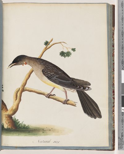 Sivu 55. Red Wattlebird. Merops carunculatus tekijältä Unknown artist