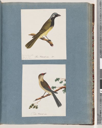Sivu 56. Tuntematon lintu. Turdus leucotis. 57. Punasilmäpeippo. Turdus uusi tekijältä Unknown artist