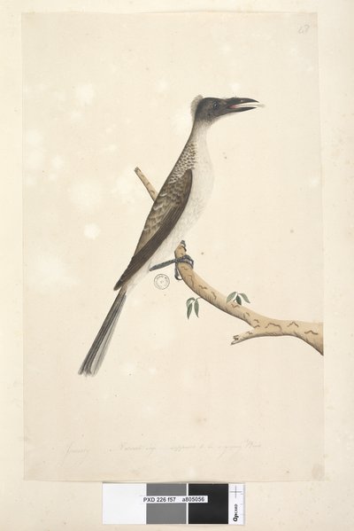 Sivu 57. Tammikuu. Luonnollinen koko, oletetaan olevan nuori lintu Meluisa Friarbird Philemon corniculatus, 1791-92 tekijältä Unknown artist