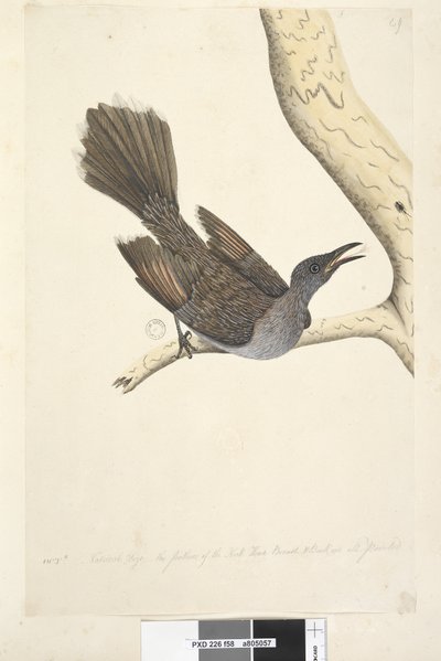 Sivu 58. lokakuu Luonnollinen koko, höyhenet niskan pään rinnassa ja selässä ovat kaikki teräviä Harjawattle, Bird Anthochaera chrysoptera, 1791-92 tekijältä Unknown artist