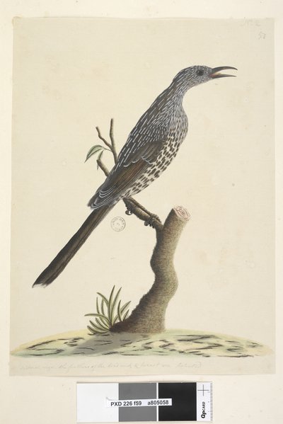 Sivu 59. Luonnollinen koko, pään kaulan ja rintojen höyhenet ovat teräviä. Brush Wattle, Bird Anthochaera chrysoptera, 1791-92 tekijältä Unknown artist