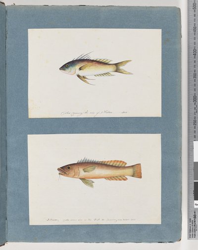 Sivu 5. Tuntematon kala 6. Tuntematon kala tekijältä Unknown artist