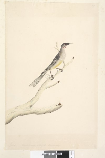 Sivu 60. Kesäkuu. Pienempi mittakaavassa puoleen luonnollisesta koosta Red Wattle, Bird Anthochaera carunculata, 1791-92 tekijältä Unknown artist