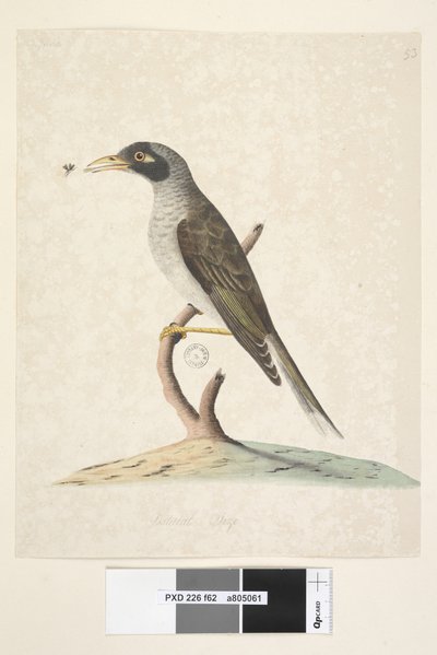 Sivu 62. Kesäkuu. Luonnollinen koko Noisy Miner Myzantha melanocephala, 1791-92 tekijältä Unknown artist