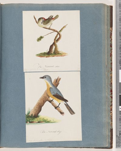 Sivu 62. Punasilmäpeippo. Loxia astrilld. 63. Tuntematon lintu. Muscicapa flavigastra tekijältä Unknown artist
