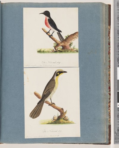 Sivu 64. Scarlet Robin. Crythrogastran kärpänen. 65. Keltatuftainen Honeyeater. Muscicapa Nova Hollandiae tekijältä Unknown artist