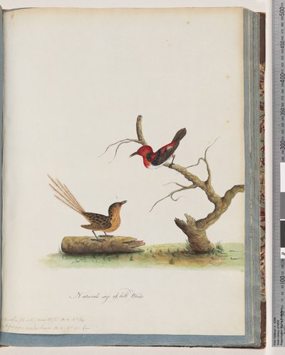 Sivu 66. 1. Scarlet Honeyeater. Certhia/Honeyeater/orientale. 2. Tuntematon lintu. Muscicapa malachura tekijältä Unknown artist
