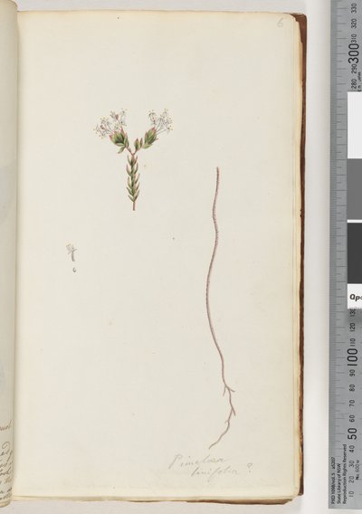 Sivu 6. Pimelea linifolia tekijältä Unknown artist